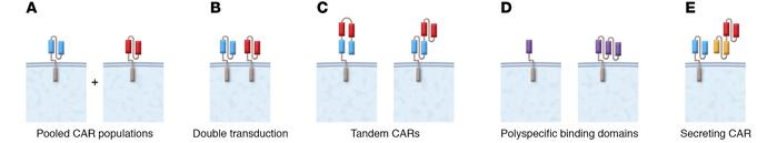 Summary of strategies for targeting multiple antigens with CAR T cells.
...
