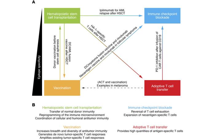 Therapeutic strategies for targeting neoantigens and minor histocompatib...