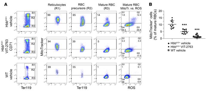 VIT-2763 improved the elimination of mitochondria in RBCs of Hbbth3/+ mi...