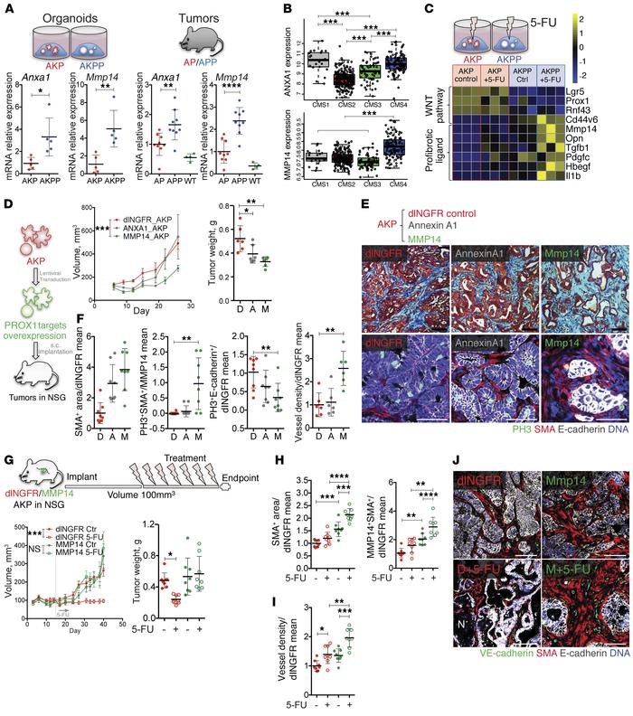 The PROX1 target MMP14 recapitulates tumor desmoplasia, angiogenesis, an...