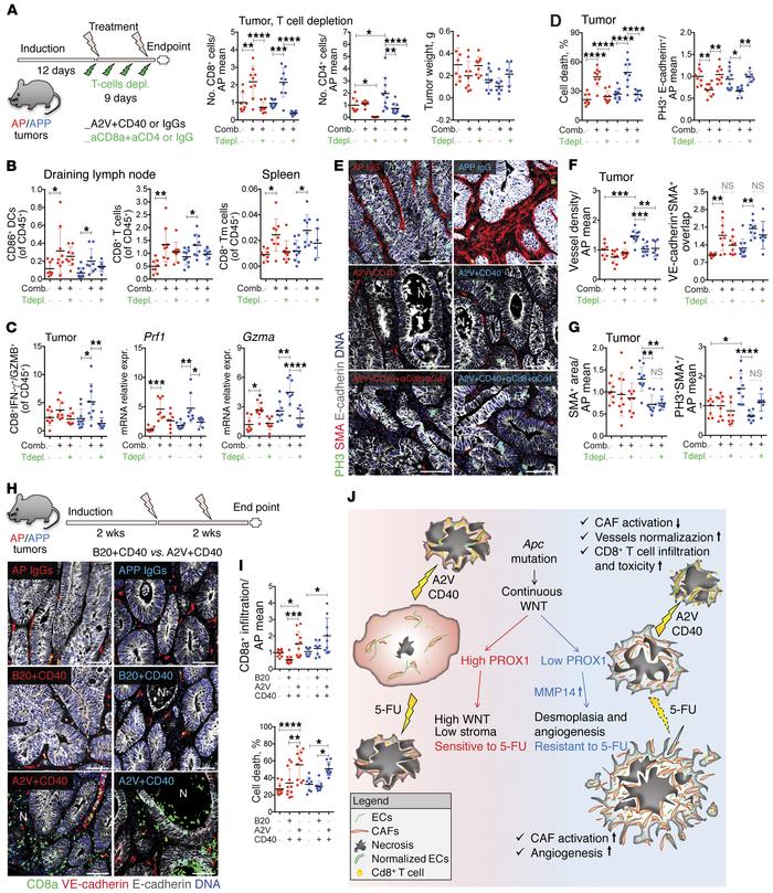 A2V+aCD40 antitumor activity is T cell dependent.
(A) Tumors were treate...
