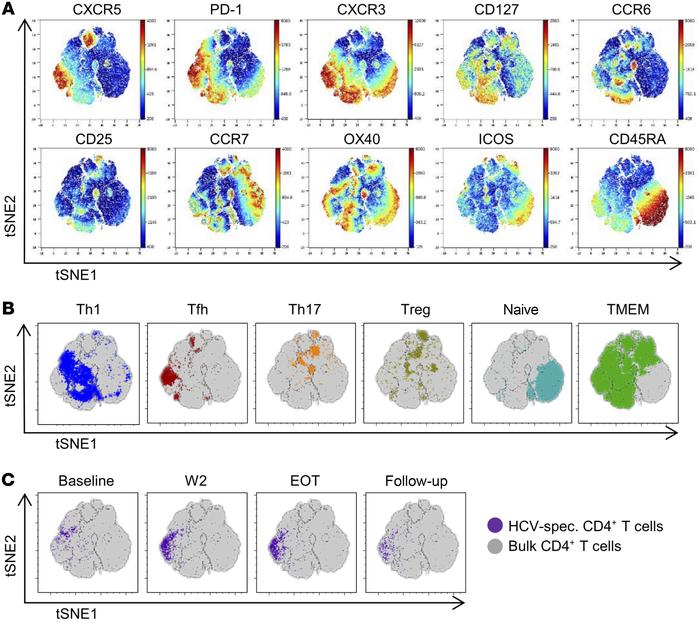Phenotypic shift of HCV-specific CD4+ T cells after initiation of antivi...