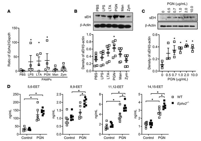 Macrophage sEH expression is regulated by PAMPs in vitro.
(A) Ephx2 tran...