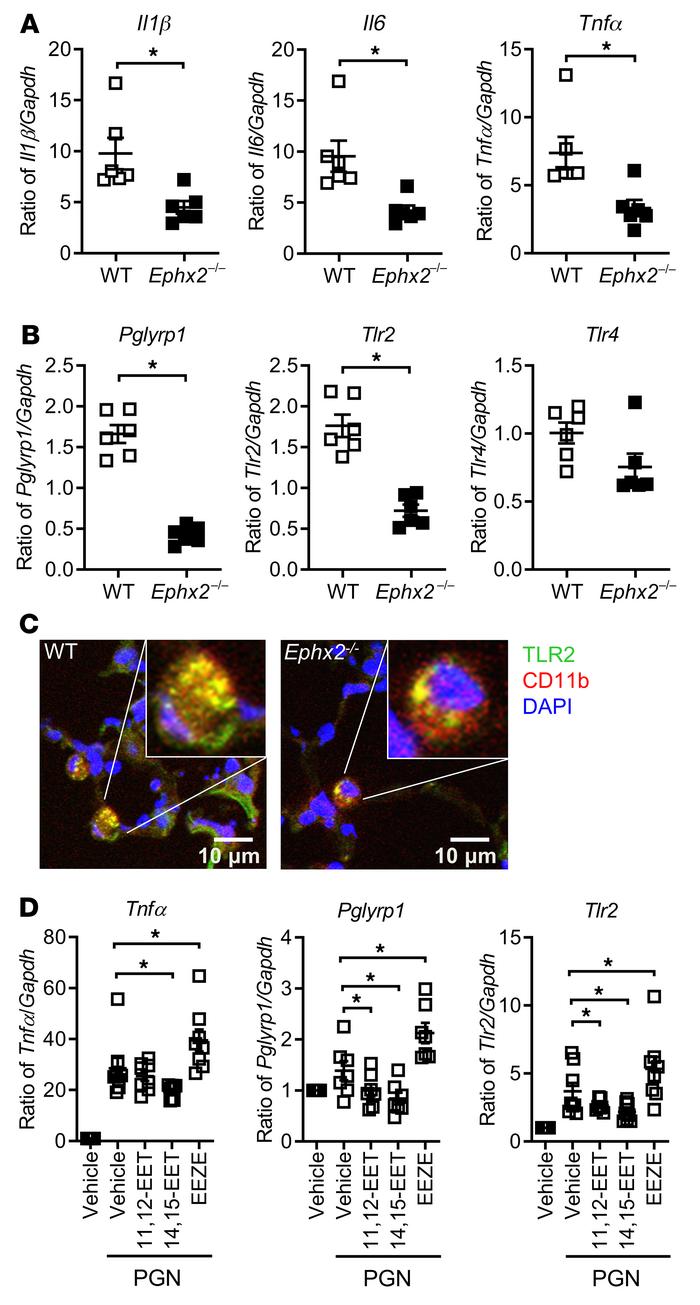 Impaired proinflammatory cytokine responses to S. pneumoniae in Ephx2–/–...