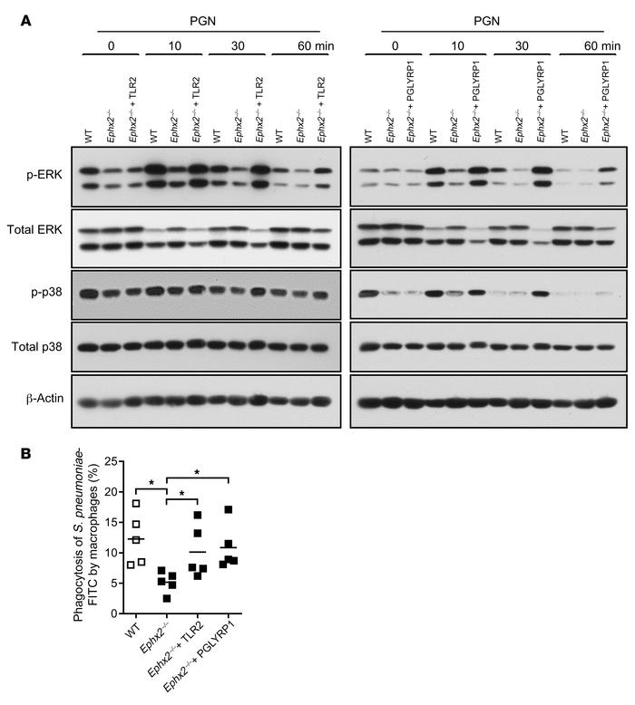 TLR2 and PGLYRP1 overexpression rescue downstream signaling and phagocyt...
