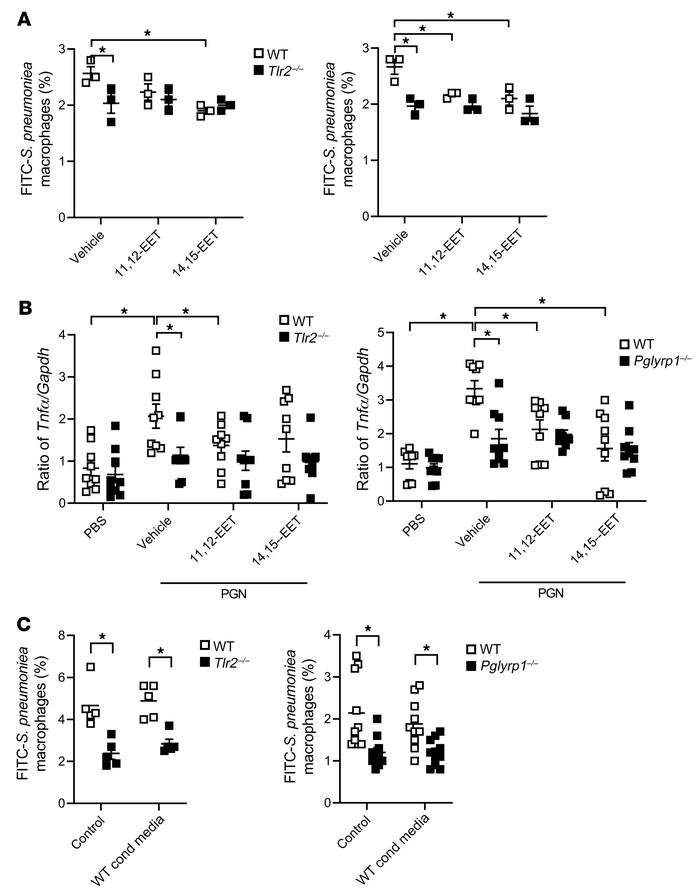 
Tlr2–/– and Pglyrp1–/– macrophages have reduced S. pneumoniae phagocyto...