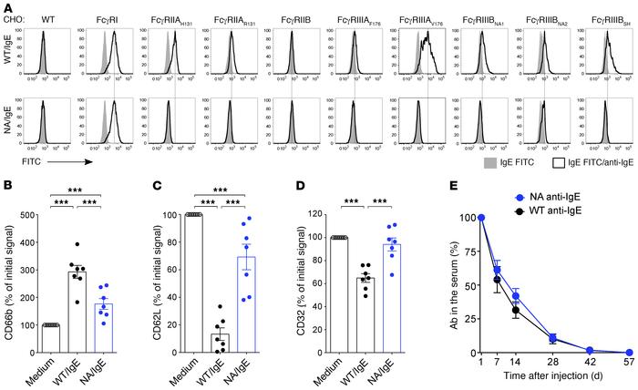 Fc-engineered anti-IgE antibodies display markedly reduced FcγR-binding ...