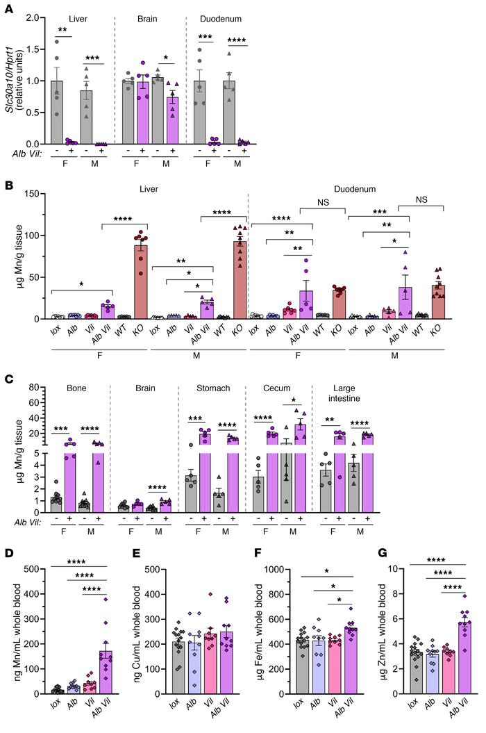 Hepatocyte and enterocyte Slc30a10 deficiency does not recapitulate the ...