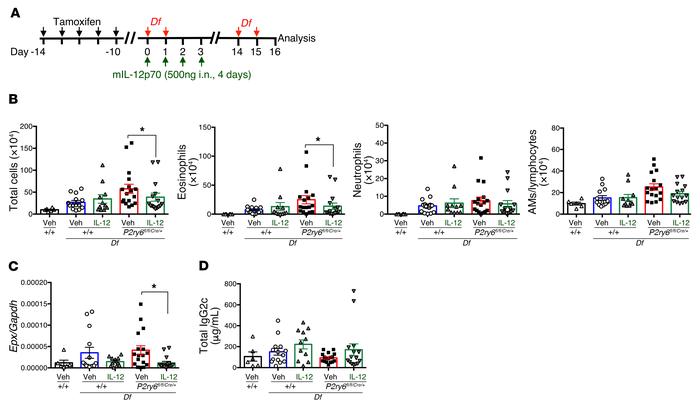 Restoration of IL-12 reverses eosinophilic lung inflammation in P2ry6fl/...