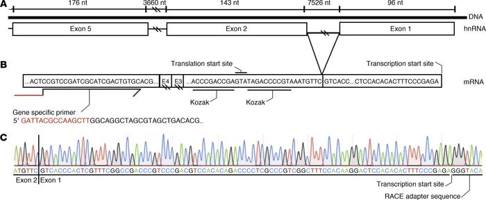 TSS of SLC26A9 in pancreas.
(A) Schematic in native orientation showing ...