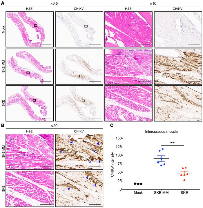 Replication of CHIKV containing muscle-specific miRNA target sequences i...