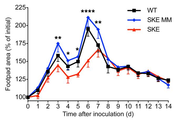 Restriction of CHIKV replication in muscle diminishes footpad inflammati...