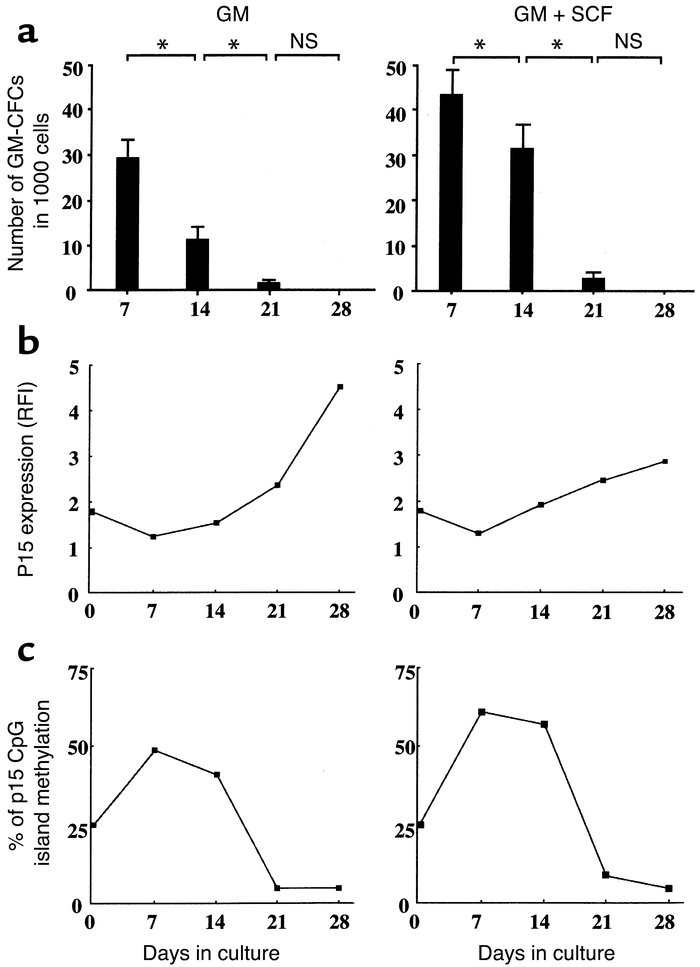 Time course of GM precursor number, intracellular p15 expression, and me...