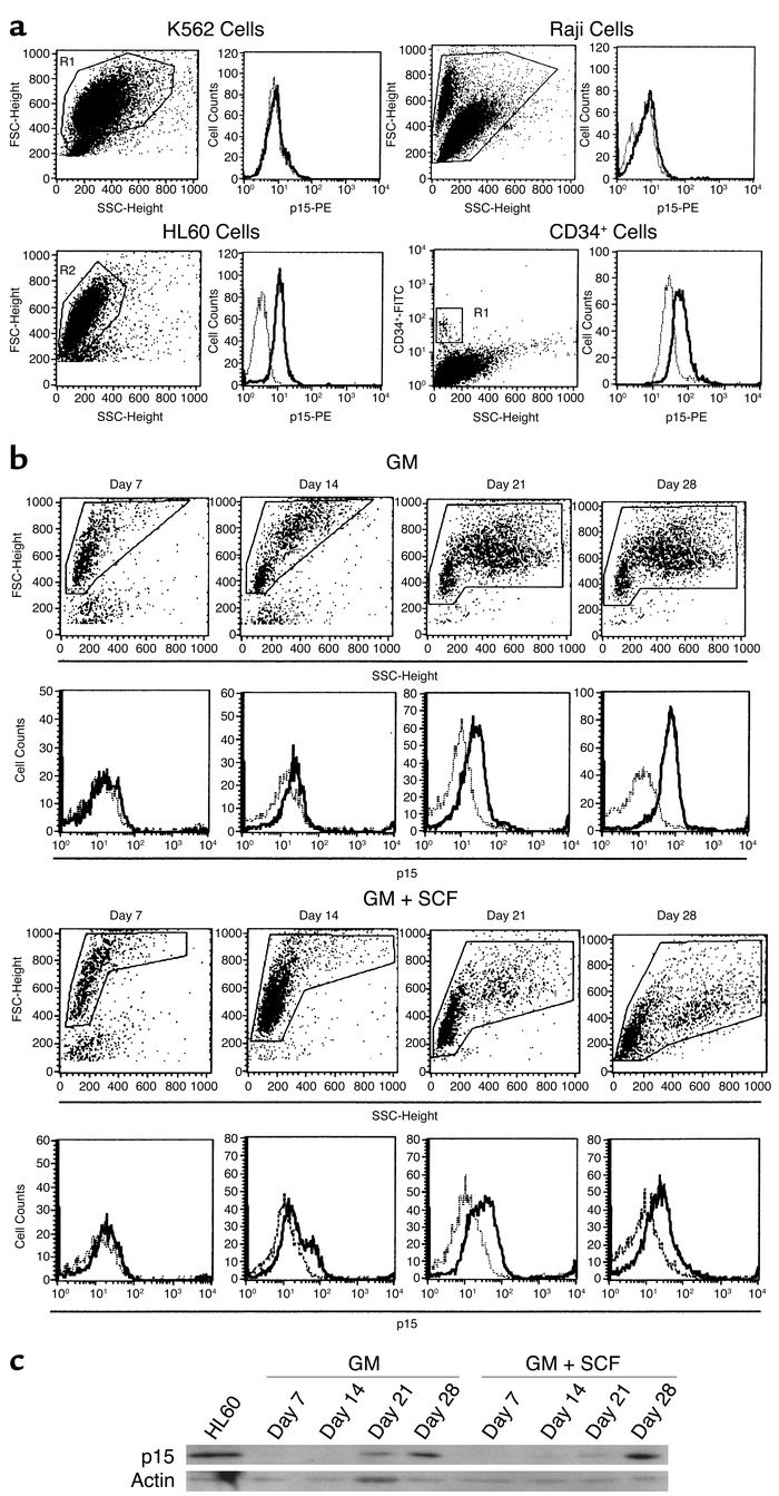 Intracellular p15 expression of leukemic cell lines, cord blood CD34+ ce...