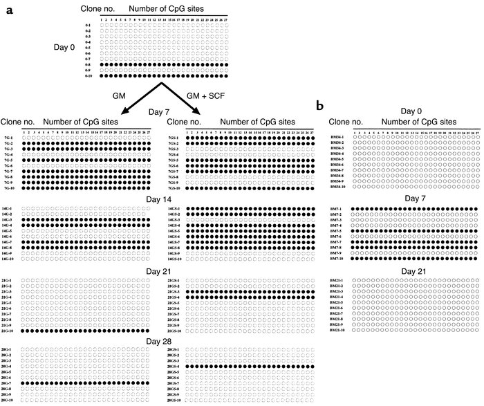 Allelic patterns of CpG island methylation at the p15 locus during myelo...