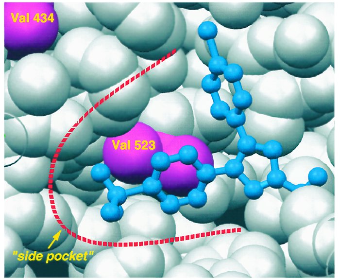 A view of the “side pocket” found at the side of the COX-2 active site. ...