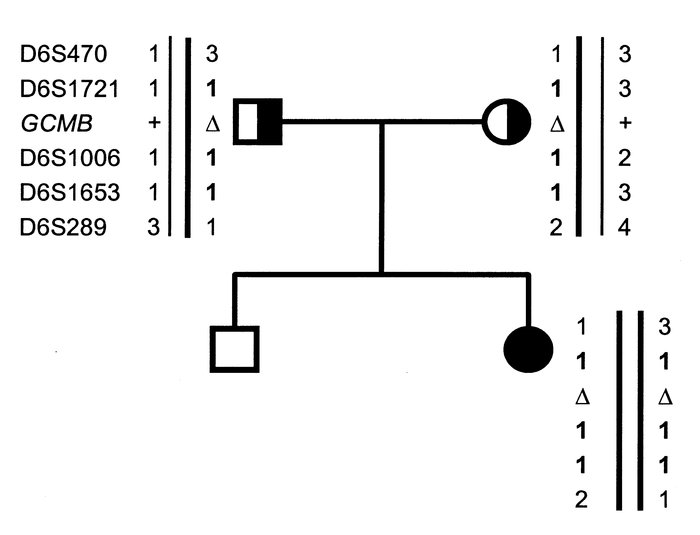 Haplotype analysis of the GCMB locus. The figure above shows the haploty...