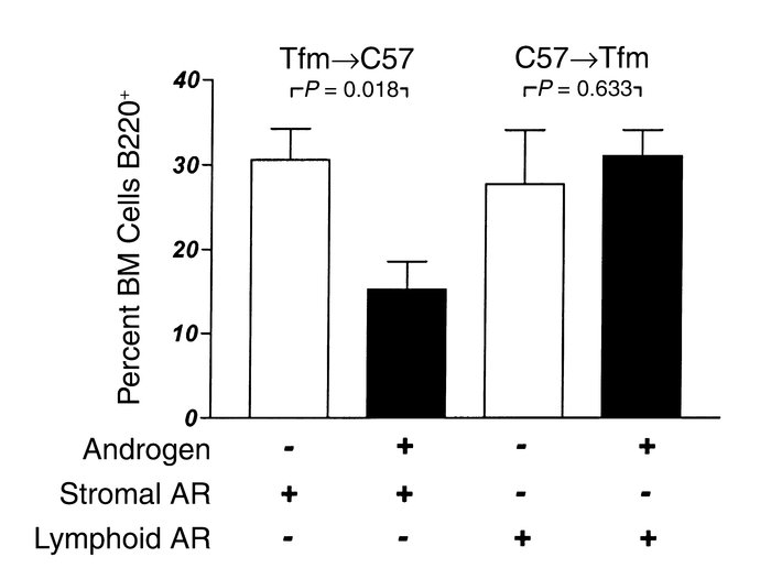 Bone marrow B lymphocyte populations in chimeric mice in an androgen-def...