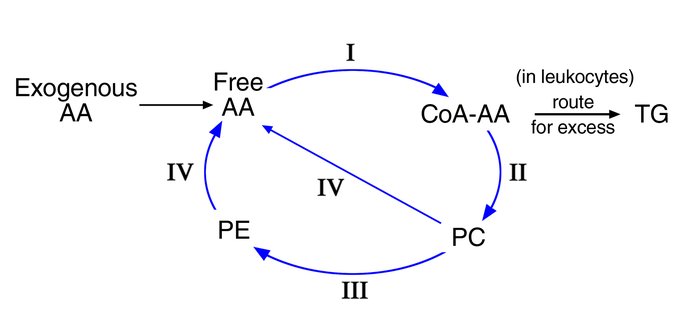 A simplified overview of arachidonate esterification and phospholipid re...