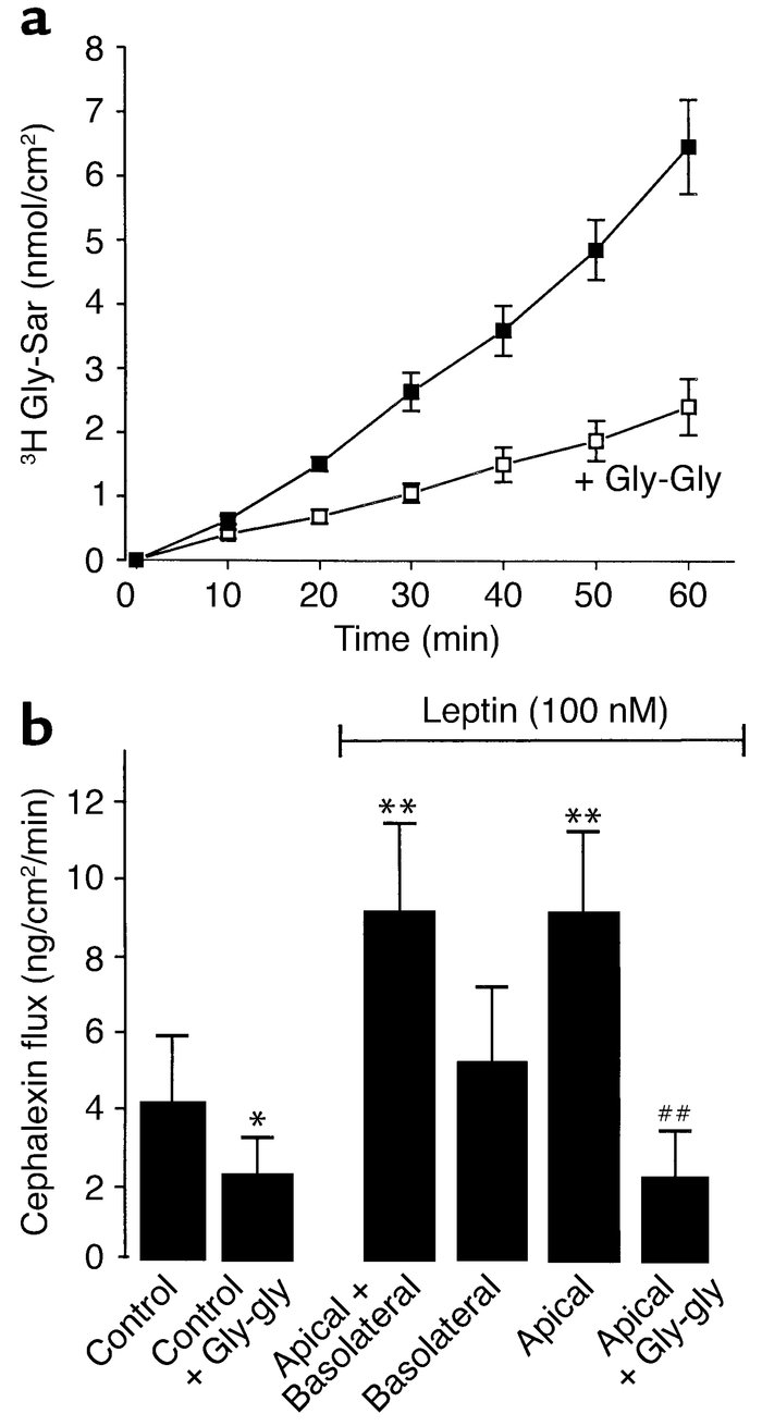 Gly-Sar and CFX transport in Caco-2 cells. (a) Time course of basal Gly-...