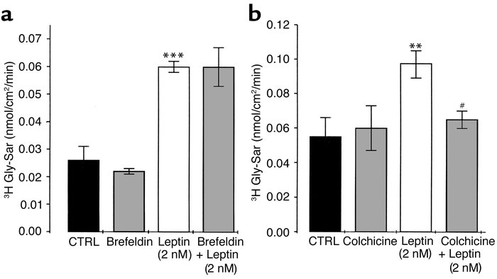 Colchicine but not brefeldin suppressed leptin-stimulated Gly-Sar transp...