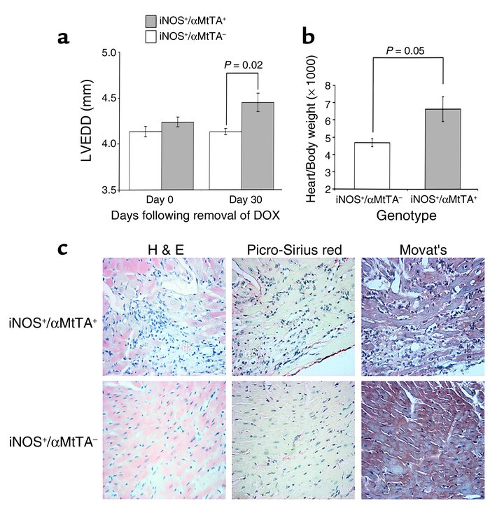 (a) LVEDD measured by M-mode echocardiography in iNOS+/αMtTA+ mice and l...