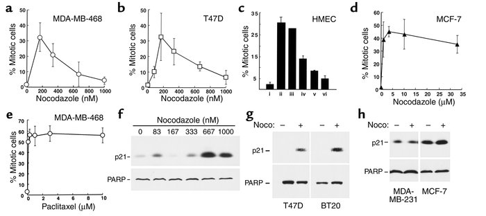 Dose-dependent mitotic arrest of type B cells during nocodazole treatmen...