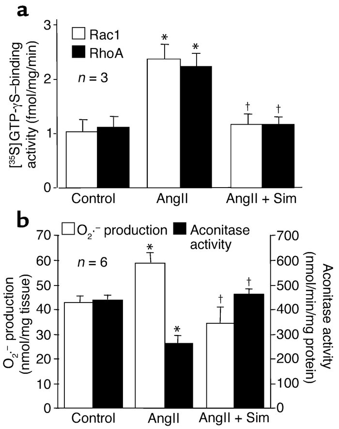 Inhibition of Rac1 and superoxide anion production in rat hearts. Effect...