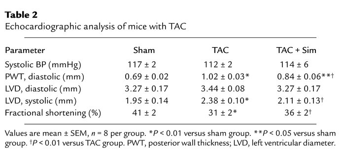 Echocardiographic analysis of mice with TAC