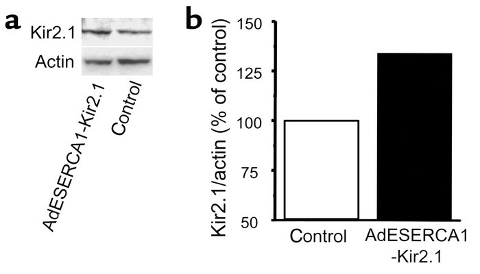 Kir2.1 protein expression. (a) Western blot analysis using a polyclonal ...