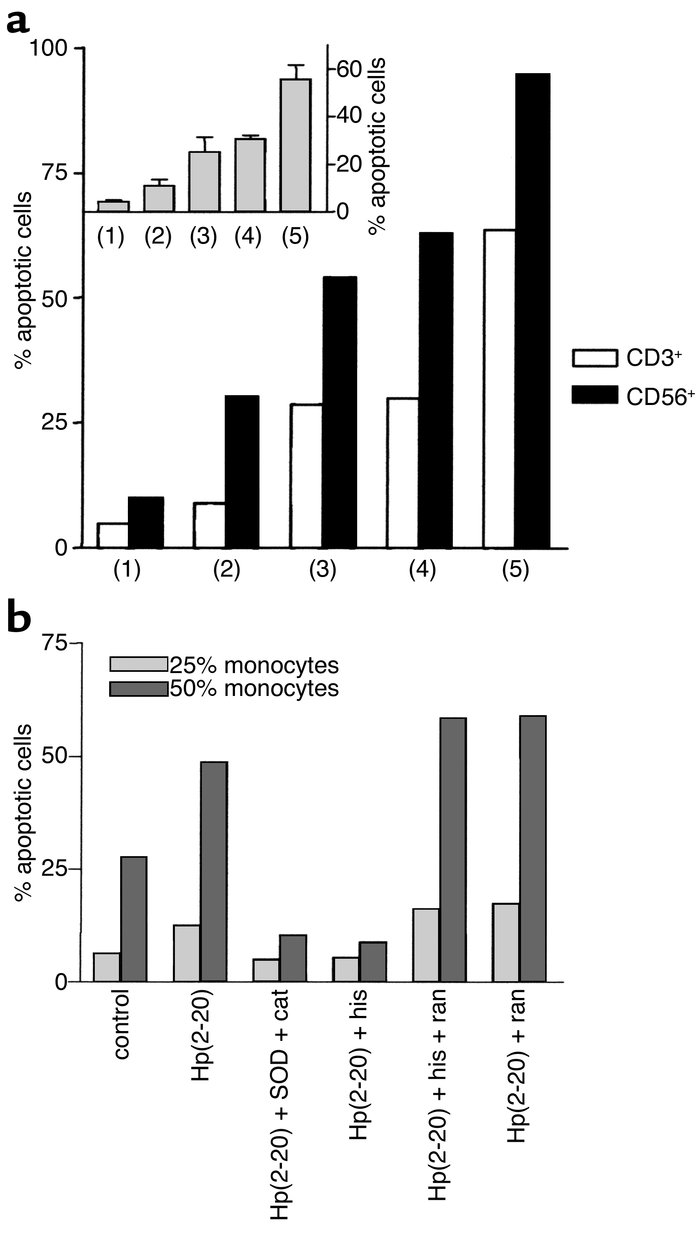 Hp(2–20) triggers apoptosis in NK cells and T cells. Monocytes and/or NK...
