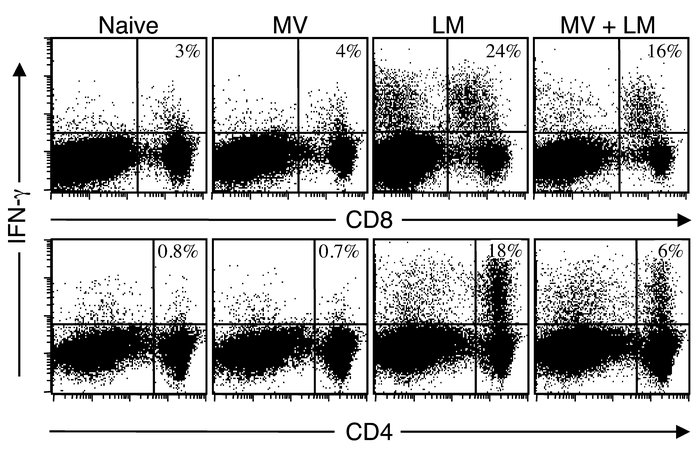 MV-induced immunosuppression results in a decreased frequency of IFN-γ–p...