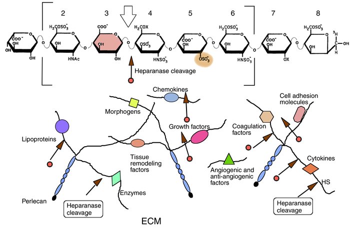 Heparanase-mediated release of bioactive molecules sequestered in the EC...