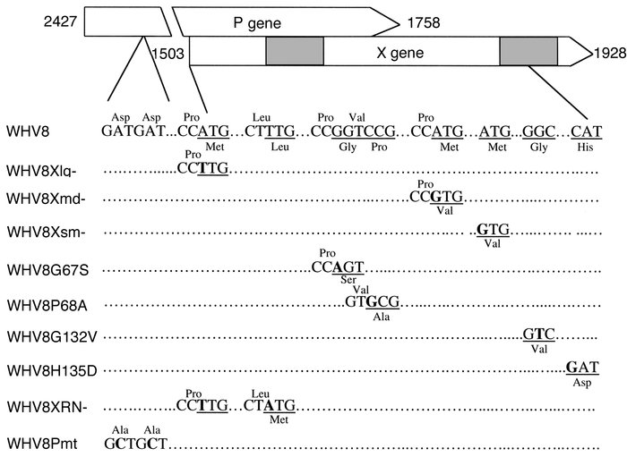 Schematic diagram of WHVX mutants. The WHVX mutants are displayed in ref...