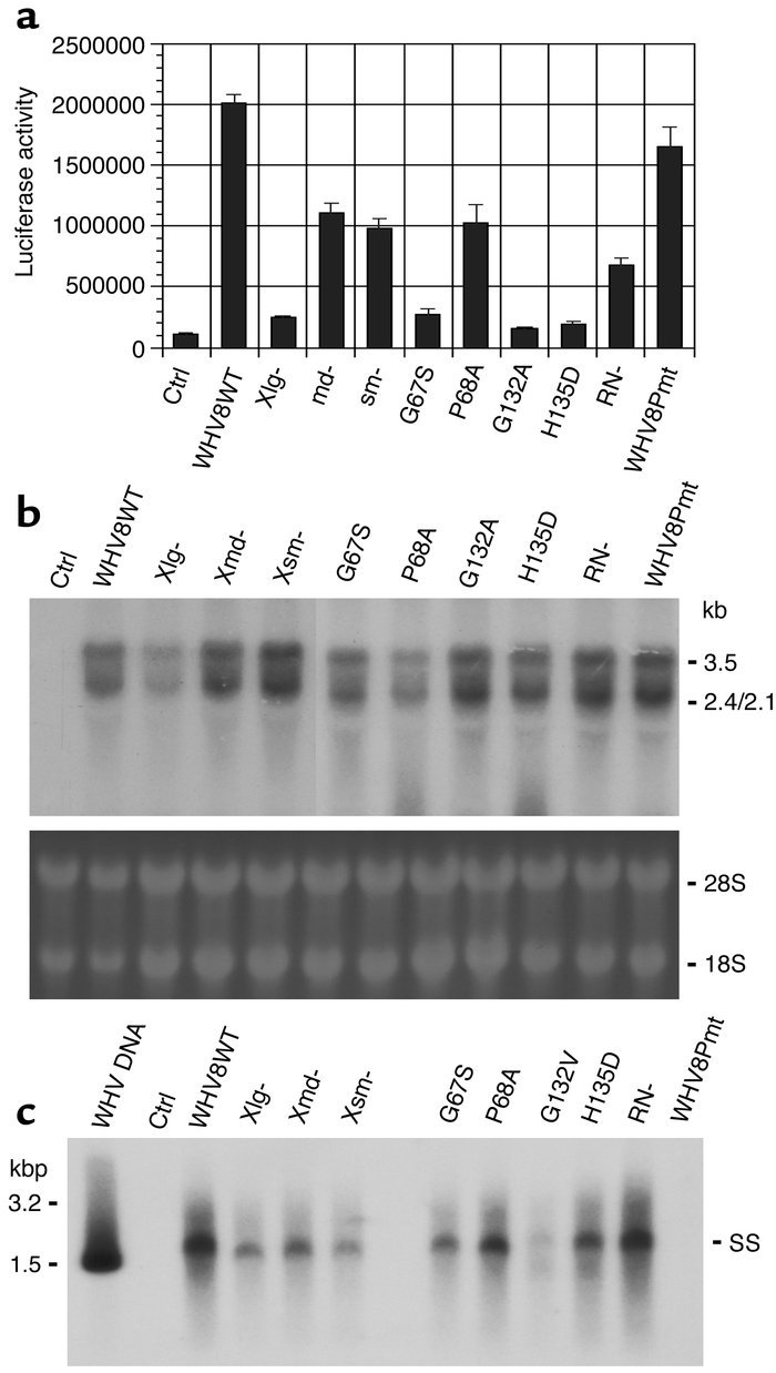 Functional characterization of WHVX mutants in vitro. (a) Transactivatio...