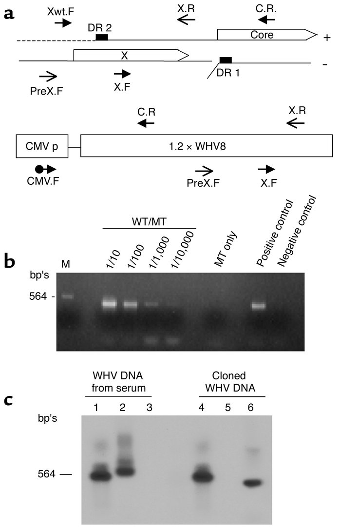 PCR analyses of WHV DNAs. (a) Standard PCRs were performed with three pa...