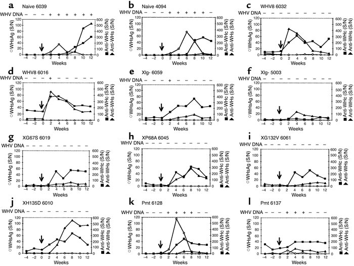 Challenge of the transfected woodchucks with WHV7. At 24 weeks after tra...