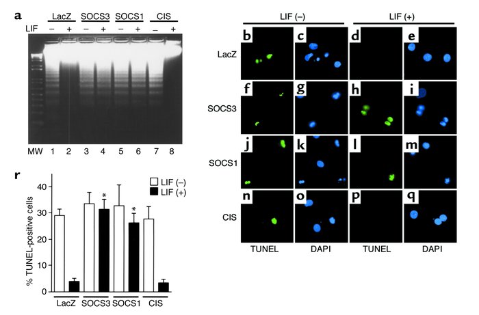 SOCS1 and SOCS3 block the antiapoptotic action promoted by LIF. Myocytes...