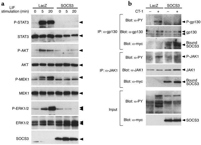 (a) Inhibition of multiple gp130 downstream signaling by SOCS3. Myocytes...