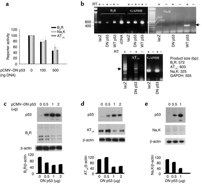 DN p53 inhibits RFG expression and promoter activity. (a) IMCD3 cells we...