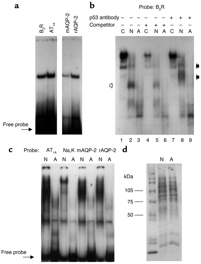 Binding of recombinant p53 or kidney nuclear extracts to the p53 binding...