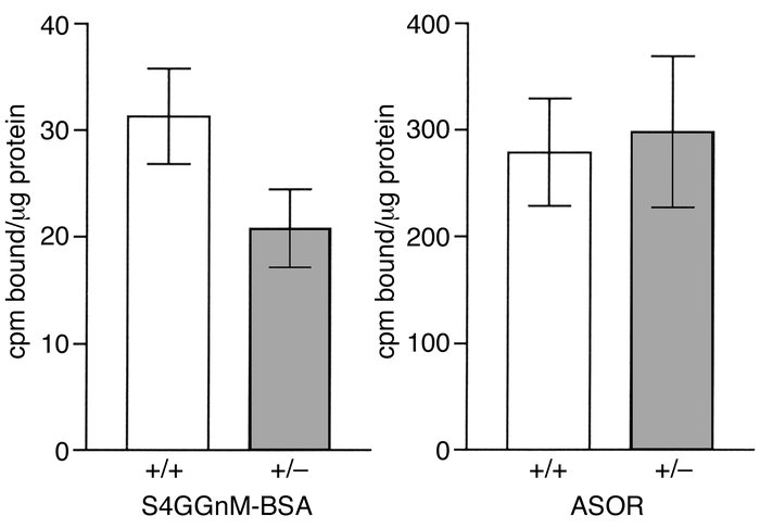 GalNAc-4-SO4–specific binding is reduced in membranes from M/G4S-R+/– mi...