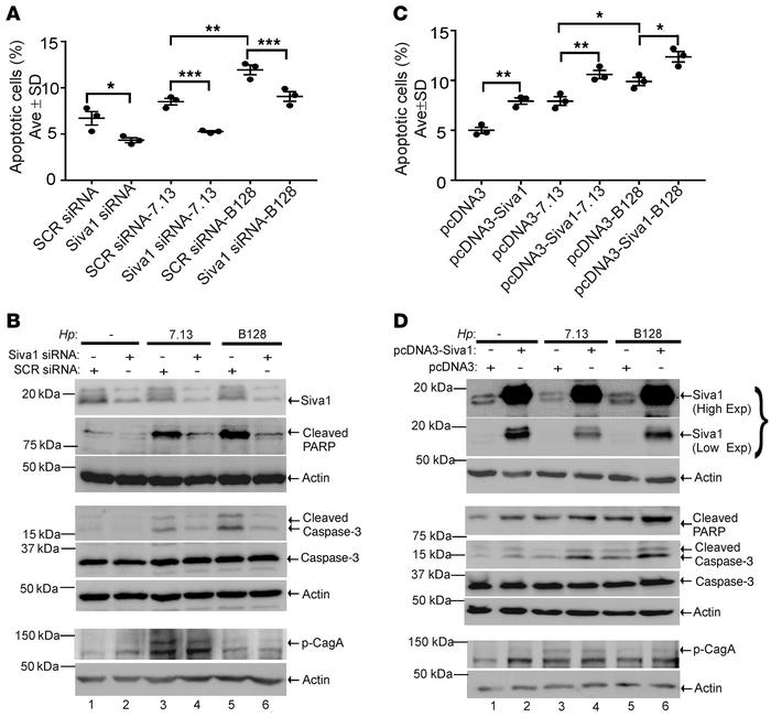 Siva1 protein regulates the apoptotic response in H. pylori–infected cel...