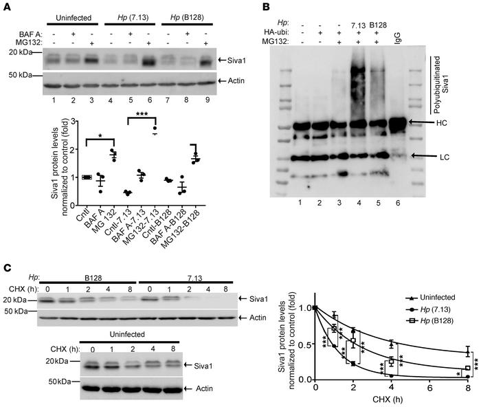 
H.pylori infection induces ubiquitination and proteasomal degradation o...