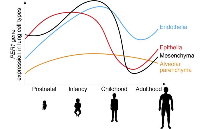Leveraging LungMAP for a glimpse into lung clocks.
Data from the Nationa...