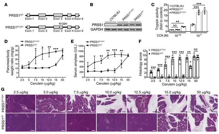 PRSS1R122H mice were more sensitive to induction of pancreatitis than we...