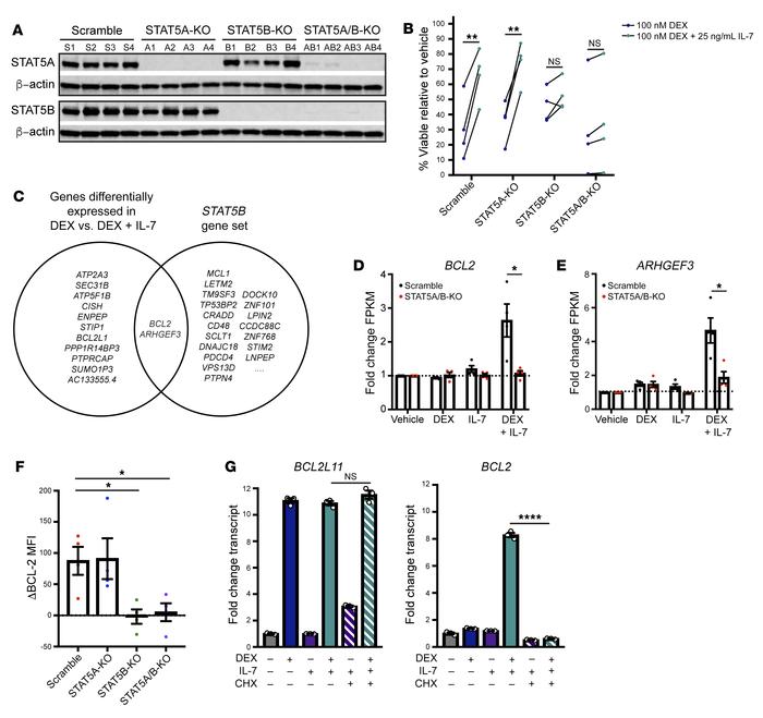 STAT5B, but not STAT5A, mediates the upregulation of BCL-2 expression in...