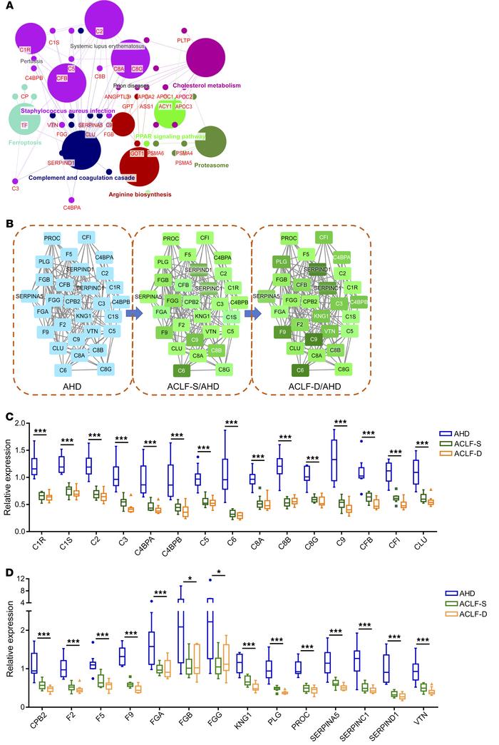 Enriched KEGG pathways.
(A) Schematic representation of the 11 enriched ...