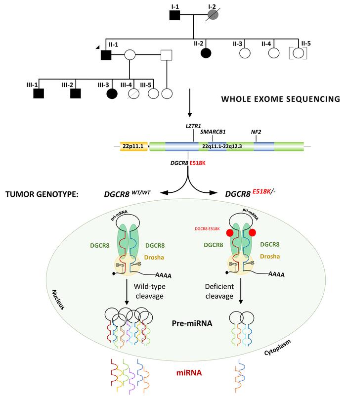 graphical abstract