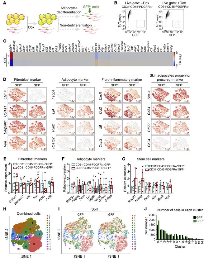 Characterization of dedifferentiated dermal adipocytes by single-cell RN...